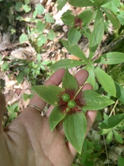 Medeola virginiana