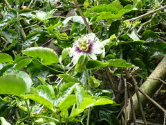 Passiflora edulis