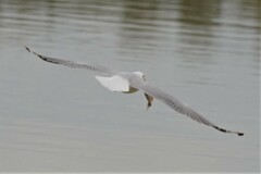 Chroicocephalus novaehollandiae