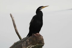 Anhinga novaehollandiae