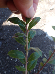 Vaccinium myrtilloides
