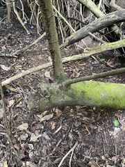 Coccoloba barbadensis