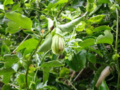 Passiflora edulis