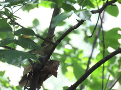 Setophaga castanea