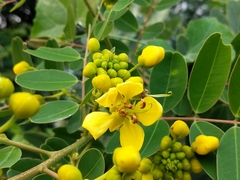 Senna siamea