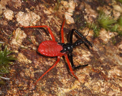 Harpactorini