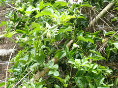 Passiflora edulis