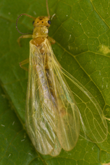 Alloperlini