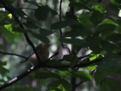 Setophaga castanea