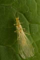 Plumiperla diversa