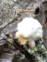 Didymium mucilago