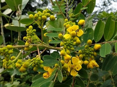 Senna siamea