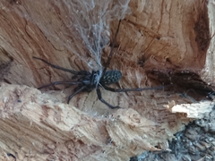 Eratigena atrica