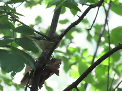 Setophaga castanea
