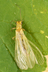 Alloperlini