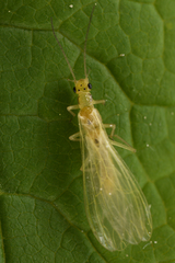 Plumiperla diversa