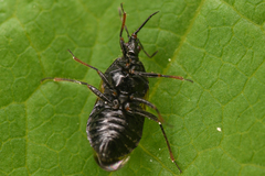 Anthocoridae