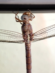 Orthetrum