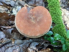 Lactifluus volemus