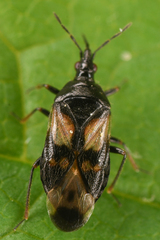 Anthocoridae