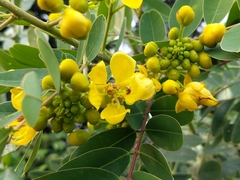 Senna siamea