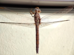 Orthetrum