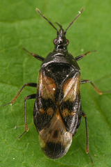 Anthocoridae
