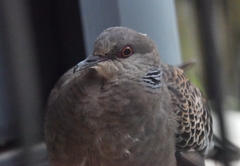 Streptopelia orientalis