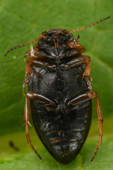 Oreodytes