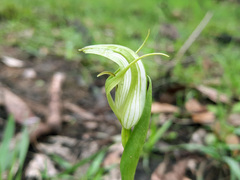 Pterostylis alpina