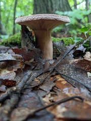 Lactifluus volemus