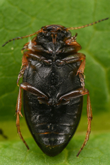 Oreodytes
