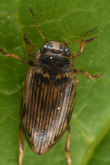 Oreodytes