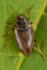 Oreodytes