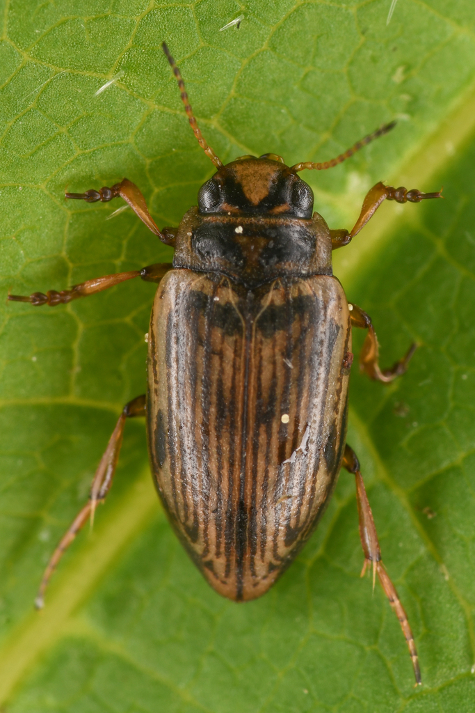Oreodytes alaskanus