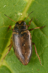 Oreodytes