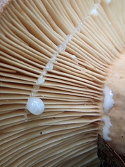 Lactifluus volemus