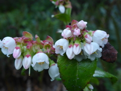 Vaccinium ovatum
