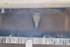 Tyto alba poensis