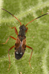 Ligyrocoris