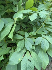 Aesculus parviflora