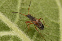 Ligyrocoris