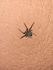 Larinioides ixobolus