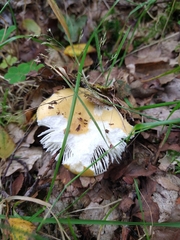 Russula ochroleuca
