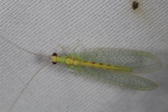 Chrysopa quadripunctata