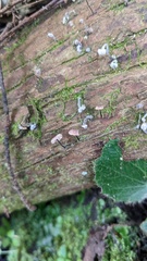 Agaricales