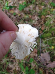 Russula ochroleuca
