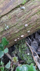 Agaricales