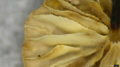 Agaricales