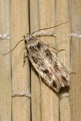Caryocolum fischerella